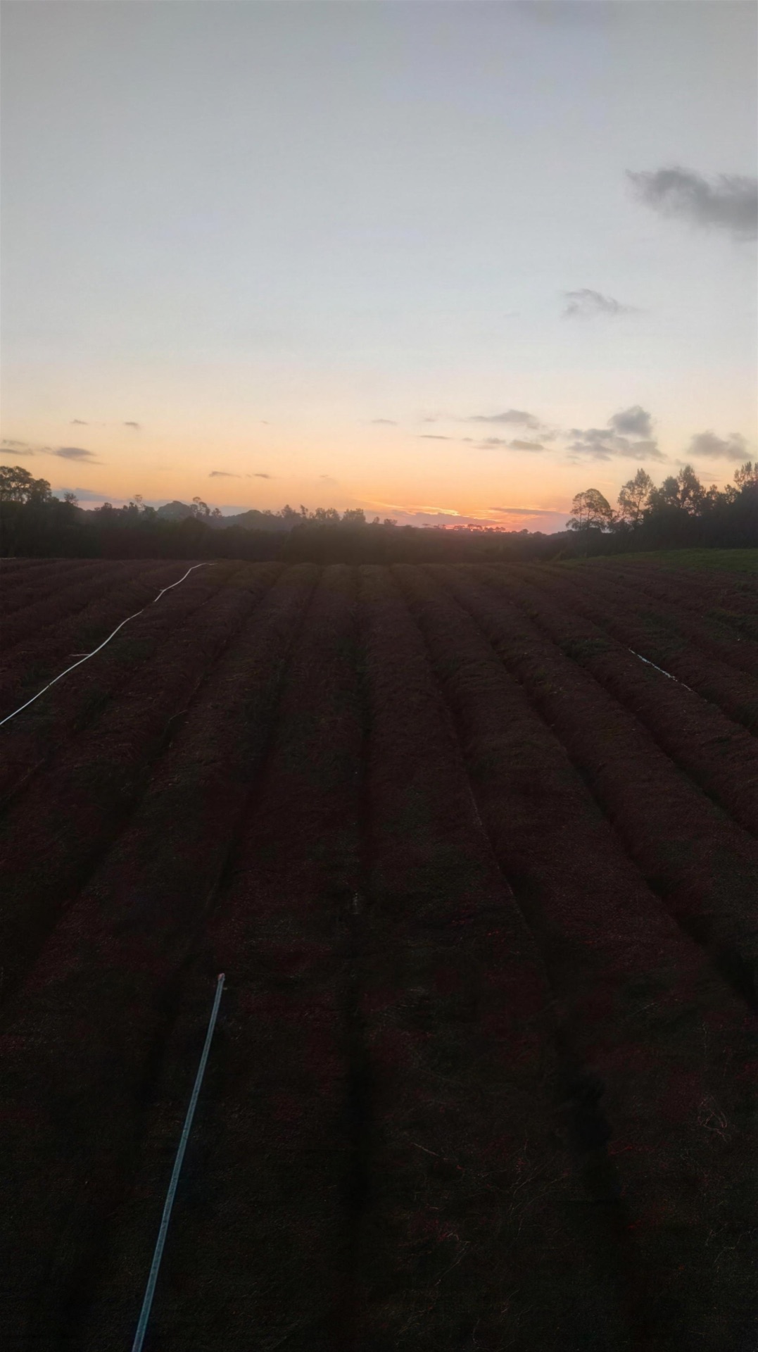 Campo arado ao entardecer com linha de eucaliptos ao fundo