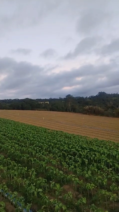 Lavoura verde no terreno com campo preparado ao fundo