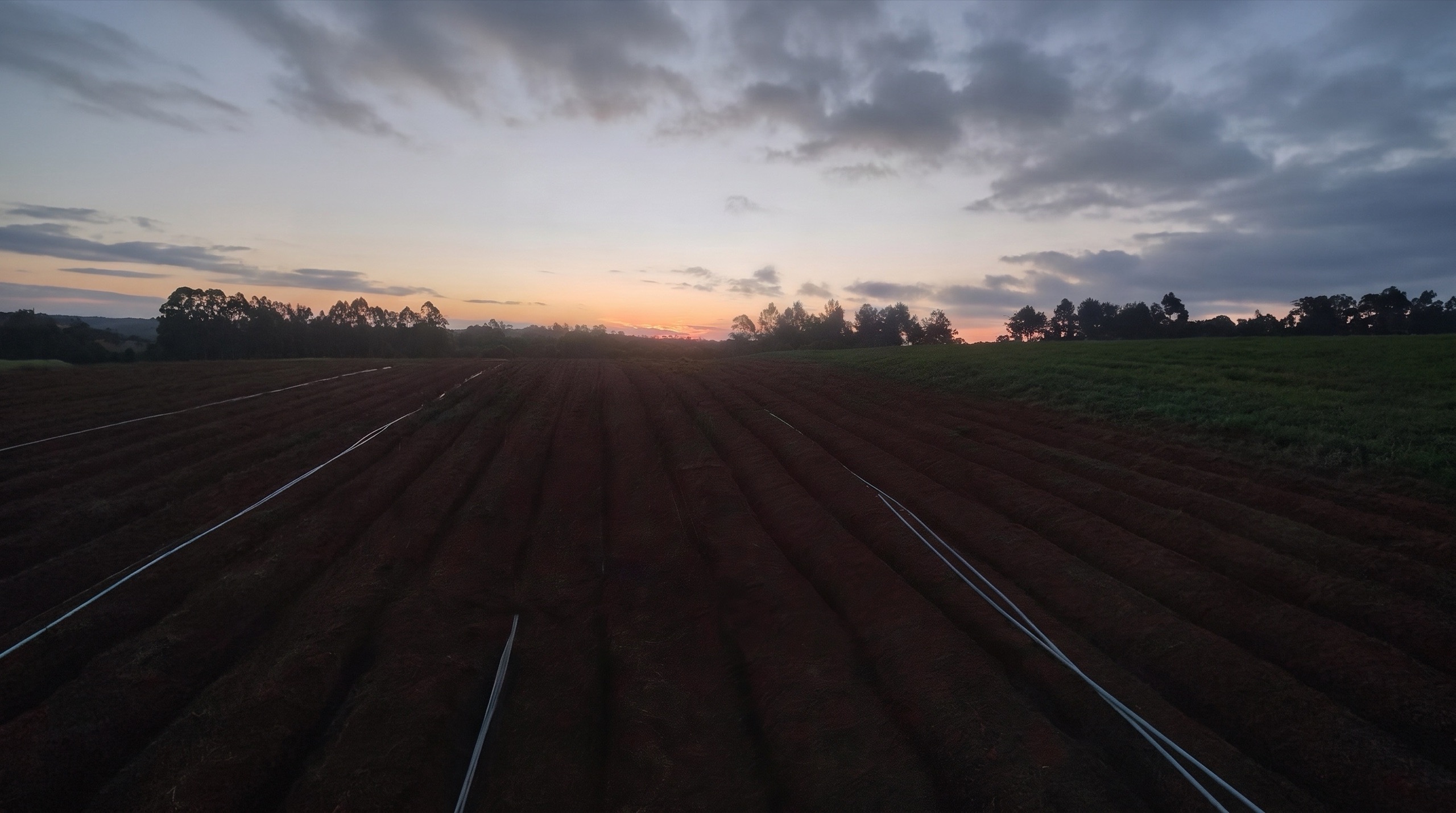 O terreno em Ibiúna ao entardecer: terra arada em primeiro plano e mata ao fundo